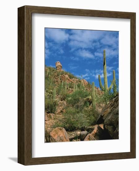 Saguaro Cactus in Sonoran Desert, Saguaro National Park, Arizona, USA-Dee Ann Pederson-Framed Photographic Print