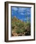 Saguaro Cactus in Sonoran Desert, Saguaro National Park, Arizona, USA-Dee Ann Pederson-Framed Photographic Print