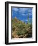 Saguaro Cactus in Sonoran Desert, Saguaro National Park, Arizona, USA-Dee Ann Pederson-Framed Photographic Print