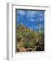 Saguaro Cactus in Sonoran Desert, Saguaro National Park, Arizona, USA-Dee Ann Pederson-Framed Photographic Print