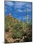 Saguaro Cactus in Sonoran Desert, Saguaro National Park, Arizona, USA-Dee Ann Pederson-Mounted Photographic Print