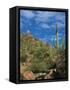 Saguaro Cactus in Sonoran Desert, Saguaro National Park, Arizona, USA-Dee Ann Pederson-Framed Stretched Canvas