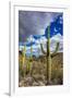 Saguaro Cactus in the Santa Catalina Mountains in Coronado National Forest in Tucson, Arizona, USA-Chuck Haney-Framed Photographic Print