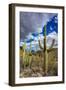 Saguaro Cactus in the Santa Catalina Mountains in Coronado National Forest in Tucson, Arizona, USA-Chuck Haney-Framed Photographic Print