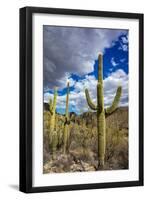 Saguaro Cactus in the Santa Catalina Mountains in Coronado National Forest in Tucson, Arizona, USA-Chuck Haney-Framed Photographic Print