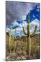 Saguaro Cactus in the Santa Catalina Mountains in Coronado National Forest in Tucson, Arizona, USA-Chuck Haney-Mounted Photographic Print