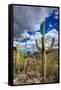 Saguaro Cactus in the Santa Catalina Mountains in Coronado National Forest in Tucson, Arizona, USA-Chuck Haney-Framed Stretched Canvas