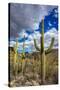 Saguaro Cactus in the Santa Catalina Mountains in Coronado National Forest in Tucson, Arizona, USA-Chuck Haney-Stretched Canvas