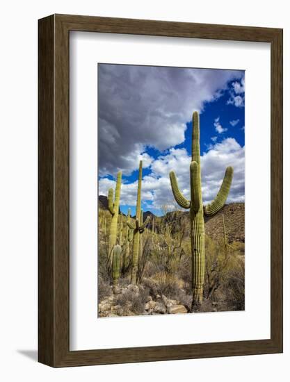 Saguaro Cactus in the Santa Catalina Mountains in Coronado National Forest in Tucson, Arizona, USA-Chuck Haney-Framed Photographic Print