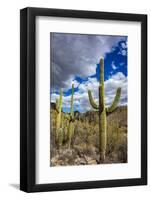 Saguaro Cactus in the Santa Catalina Mountains in Coronado National Forest in Tucson, Arizona, USA-Chuck Haney-Framed Photographic Print