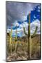 Saguaro Cactus in the Santa Catalina Mountains in Coronado National Forest in Tucson, Arizona, USA-Chuck Haney-Mounted Photographic Print