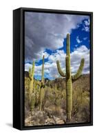 Saguaro Cactus in the Santa Catalina Mountains in Coronado National Forest in Tucson, Arizona, USA-Chuck Haney-Framed Stretched Canvas
