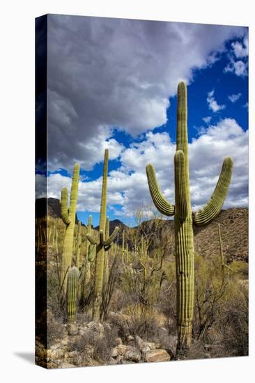 Saguaro Cactus in the Santa Catalina Mountains in Coronado National Forest in Tucson, Arizona, USA-Chuck Haney-Stretched Canvas