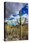 Saguaro Cactus in the Santa Catalina Mountains in Coronado National Forest in Tucson, Arizona, USA-Chuck Haney-Stretched Canvas