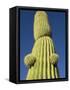 Saguaro Cactus in Tinajas Altas Mountains-Kevin Schafer-Framed Stretched Canvas