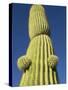 Saguaro Cactus in Tinajas Altas Mountains-Kevin Schafer-Stretched Canvas