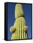 Saguaro Cactus in Tinajas Altas Mountains-Kevin Schafer-Framed Stretched Canvas