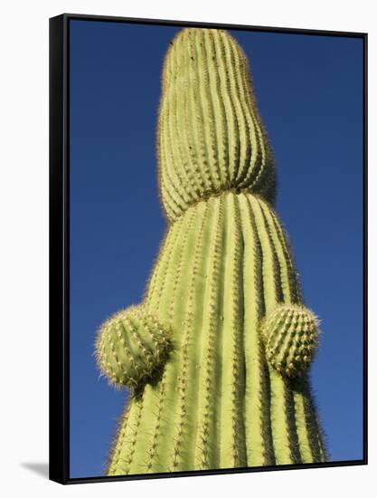 Saguaro Cactus in Tinajas Altas Mountains-Kevin Schafer-Framed Stretched Canvas