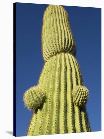 Saguaro Cactus in Tinajas Altas Mountains-Kevin Schafer-Stretched Canvas