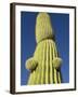 Saguaro Cactus in Tinajas Altas Mountains-Kevin Schafer-Framed Premium Photographic Print