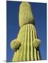 Saguaro Cactus in Tinajas Altas Mountains-Kevin Schafer-Mounted Premium Photographic Print