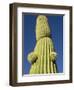 Saguaro Cactus in Tinajas Altas Mountains-Kevin Schafer-Framed Photographic Print