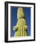 Saguaro Cactus in Tinajas Altas Mountains-Kevin Schafer-Framed Photographic Print