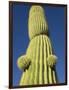 Saguaro Cactus in Tinajas Altas Mountains-Kevin Schafer-Framed Photographic Print