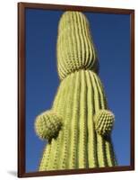 Saguaro Cactus in Tinajas Altas Mountains-Kevin Schafer-Framed Photographic Print