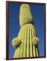 Saguaro Cactus in Tinajas Altas Mountains-Kevin Schafer-Framed Photographic Print