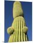 Saguaro Cactus in Tinajas Altas Mountains-Kevin Schafer-Mounted Photographic Print