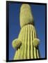 Saguaro Cactus in Tinajas Altas Mountains-Kevin Schafer-Framed Photographic Print