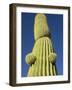 Saguaro Cactus in Tinajas Altas Mountains-Kevin Schafer-Framed Photographic Print