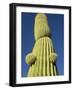 Saguaro Cactus in Tinajas Altas Mountains-Kevin Schafer-Framed Photographic Print