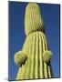 Saguaro Cactus in Tinajas Altas Mountains-Kevin Schafer-Mounted Photographic Print
