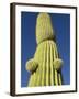 Saguaro Cactus in Tinajas Altas Mountains-Kevin Schafer-Framed Photographic Print