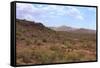 Saguaro Cactus Landscape Organ Pipe National Park Arizona-Charles Harker-Framed Stretched Canvas