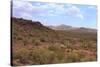 Saguaro Cactus Landscape Organ Pipe National Park Arizona-Charles Harker-Stretched Canvas