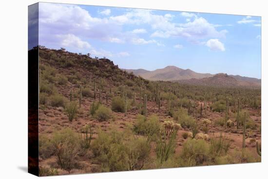 Saguaro Cactus Landscape Organ Pipe National Park Arizona-Charles Harker-Stretched Canvas
