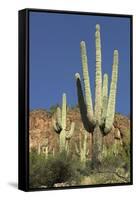 Saguaro Cactus near the Cliff-Dwellings at Tonto National Monument, Arizona-null-Framed Stretched Canvas