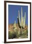 Saguaro Cactus near the Cliff-Dwellings at Tonto National Monument, Arizona-null-Framed Premium Photographic Print