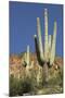 Saguaro Cactus near the Cliff-Dwellings at Tonto National Monument, Arizona-null-Mounted Premium Photographic Print