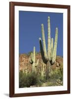 Saguaro Cactus near the Cliff-Dwellings at Tonto National Monument, Arizona-null-Framed Photographic Print