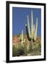 Saguaro Cactus near the Cliff-Dwellings at Tonto National Monument, Arizona-null-Framed Photographic Print