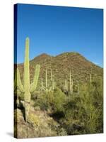 Saguaro Cactus near Tucson, Arizona-null-Stretched Canvas