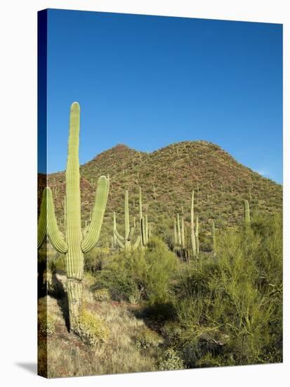 Saguaro Cactus near Tucson, Arizona-null-Stretched Canvas