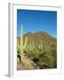 Saguaro Cactus near Tucson, Arizona-null-Framed Photo