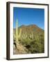 Saguaro Cactus near Tucson, Arizona-null-Framed Photo