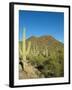 Saguaro Cactus near Tucson, Arizona-null-Framed Photo