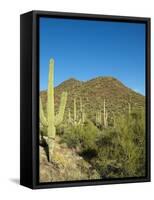 Saguaro Cactus near Tucson, Arizona-null-Framed Stretched Canvas